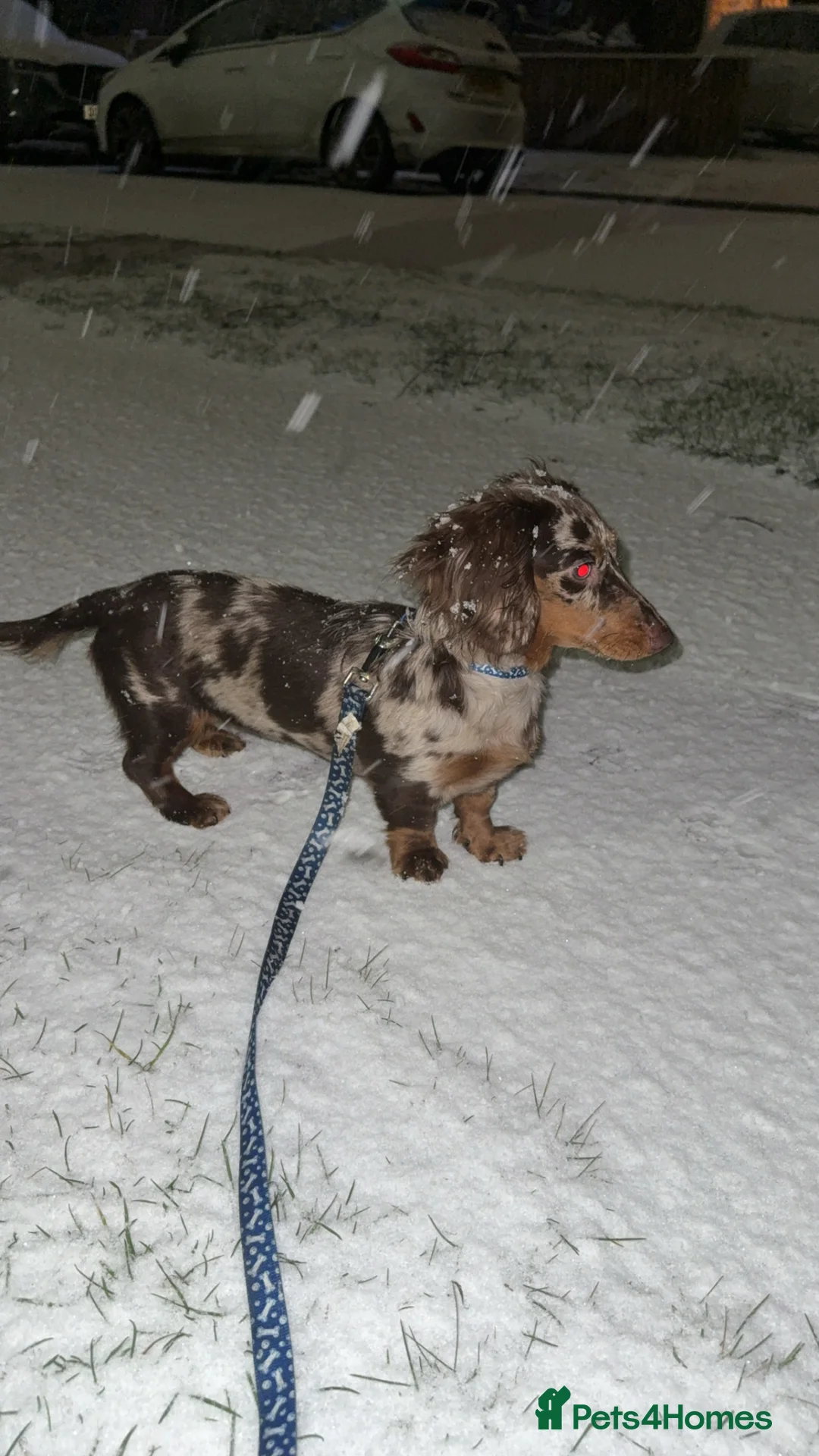 Miniature Dachshund dogs for sale: Lovely Tan Dapple, Miniature Dachshund, F, REHOME - Advert 2
