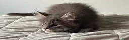 Maine Coon cats for sale: SILVER MAINE COON BOY KITTEN FOR SALE - Advert 4