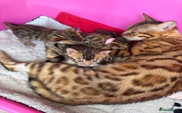 Bengal cats for sale: TICA Reg Bengal Kittens - Browns, Lynx & Mink - Image 6