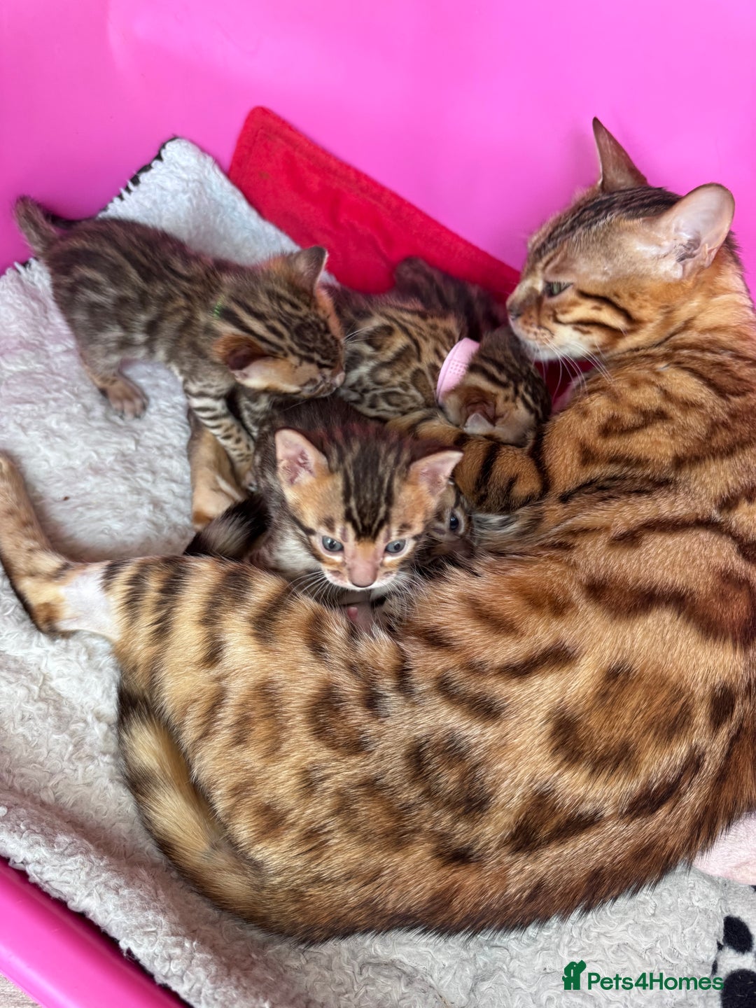 Bengal cats for sale: TICA Reg Bengal Kittens - Browns, Lynx & Mink - Image 6