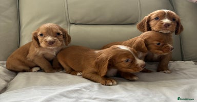 Cocker Spaniel dogs - Advert 5