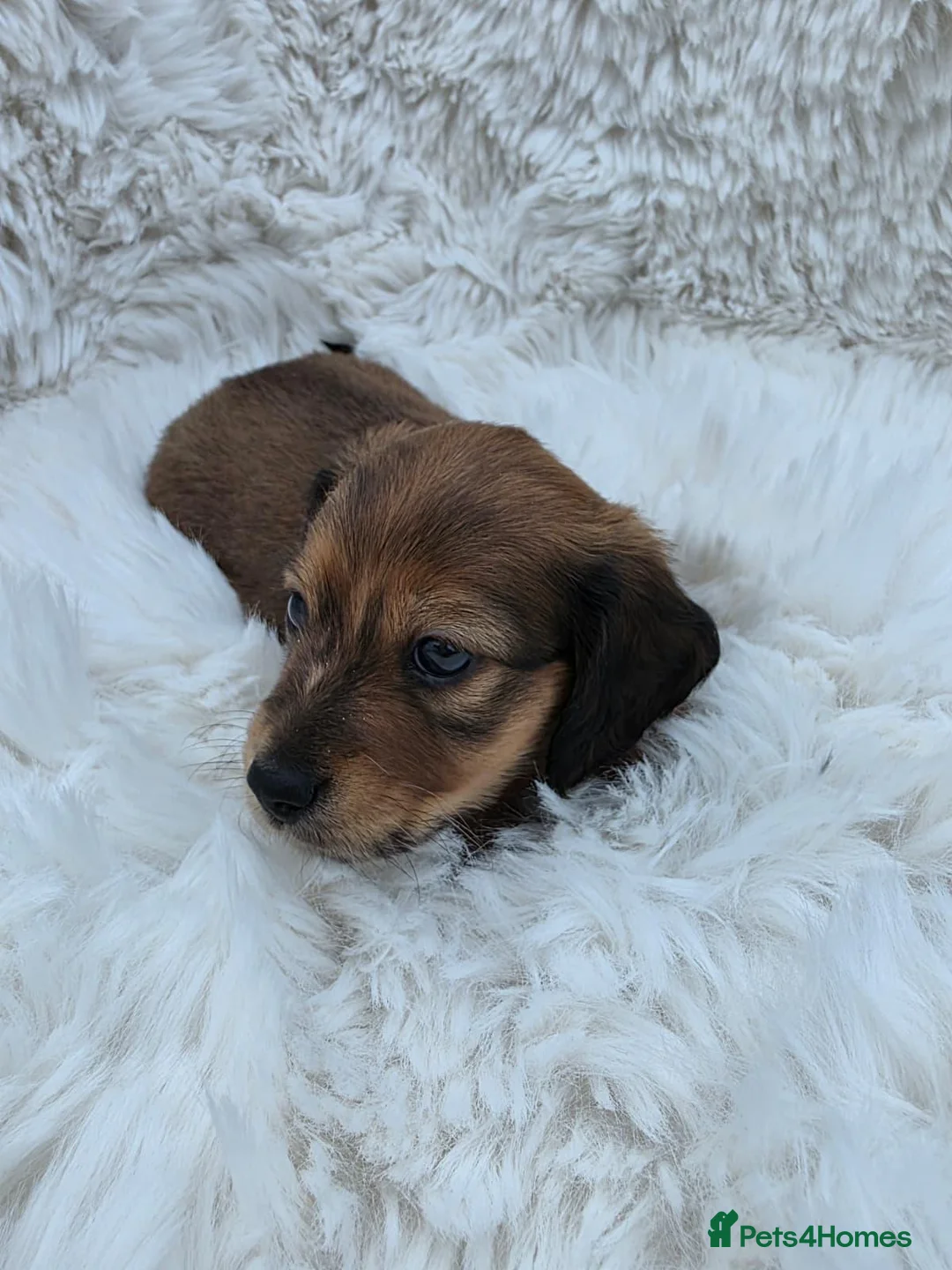 Miniature Dachshund dogs for sale: ⭐Long-Haired Miniature Dachshund Puppies⭐ - Advert 2