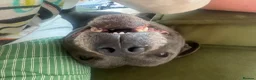 Staffordshire Bull Terrier dogs for stud: Athletic loving temperament blue staff stud in London - Advert 5