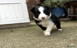 Border Collie dogs for sale: 🏡 Smart, Sweet Border Collie Pups Await You!" - Image 11