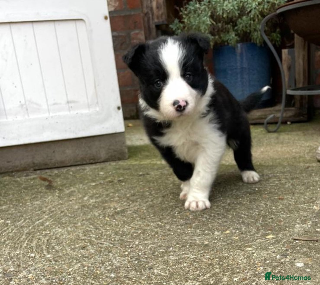 Border Collie dogs for sale: 🏡 Smart, Sweet Border Collie Pups Await You!" - Image 11