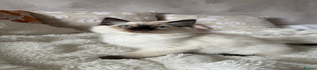 Ragdoll Kitten 6