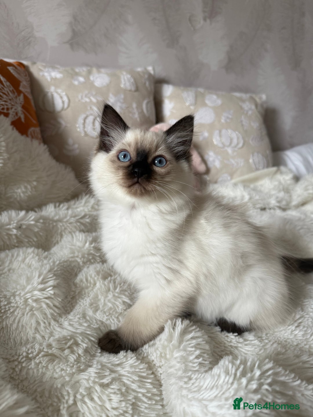 Ragdoll cats for sale: GCCF registered Ragdoll kittens - Image 10