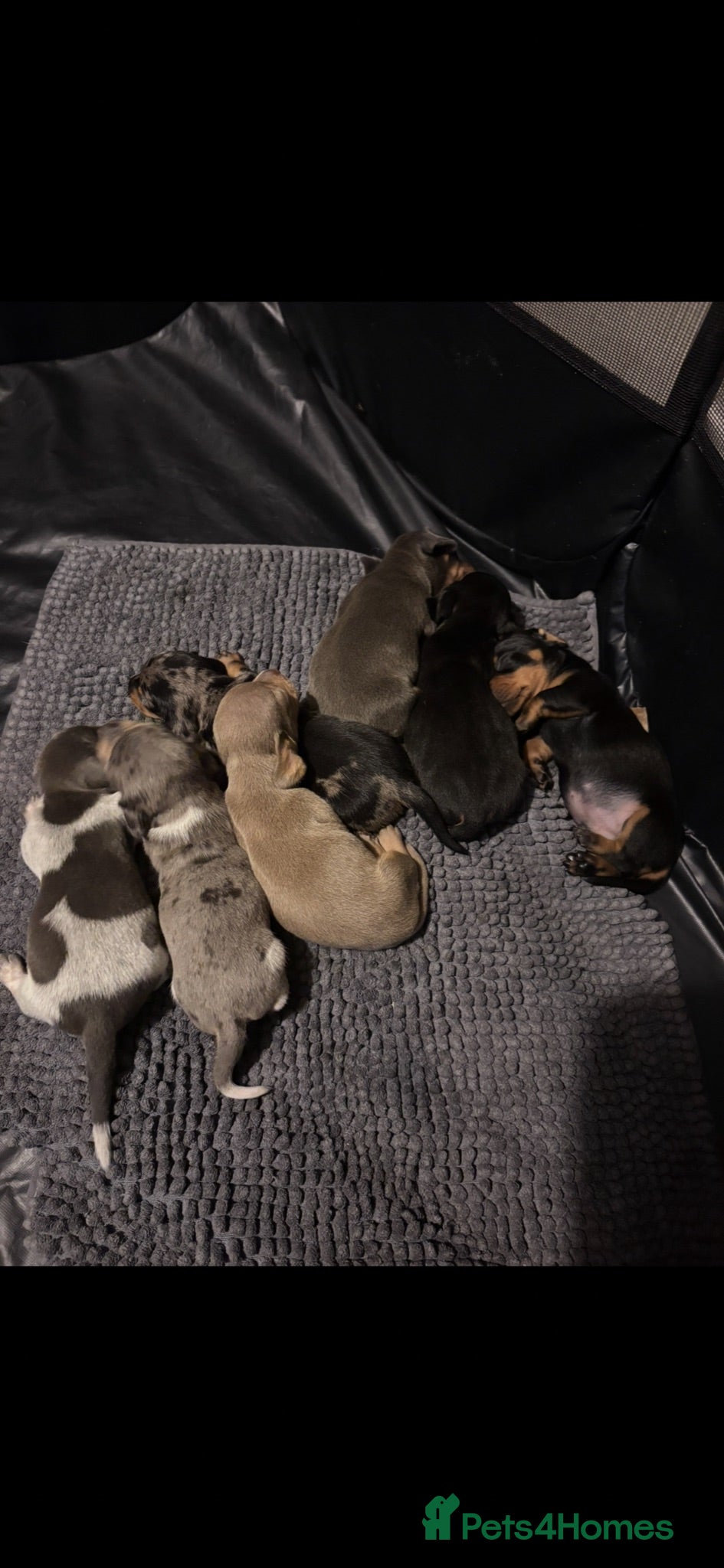 Miniature Dachshund dogs Stunning miniature Dachshunds - Advert 2