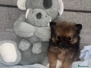 Pomeranian dogs Boy Pomeranian puppy - Advert 2