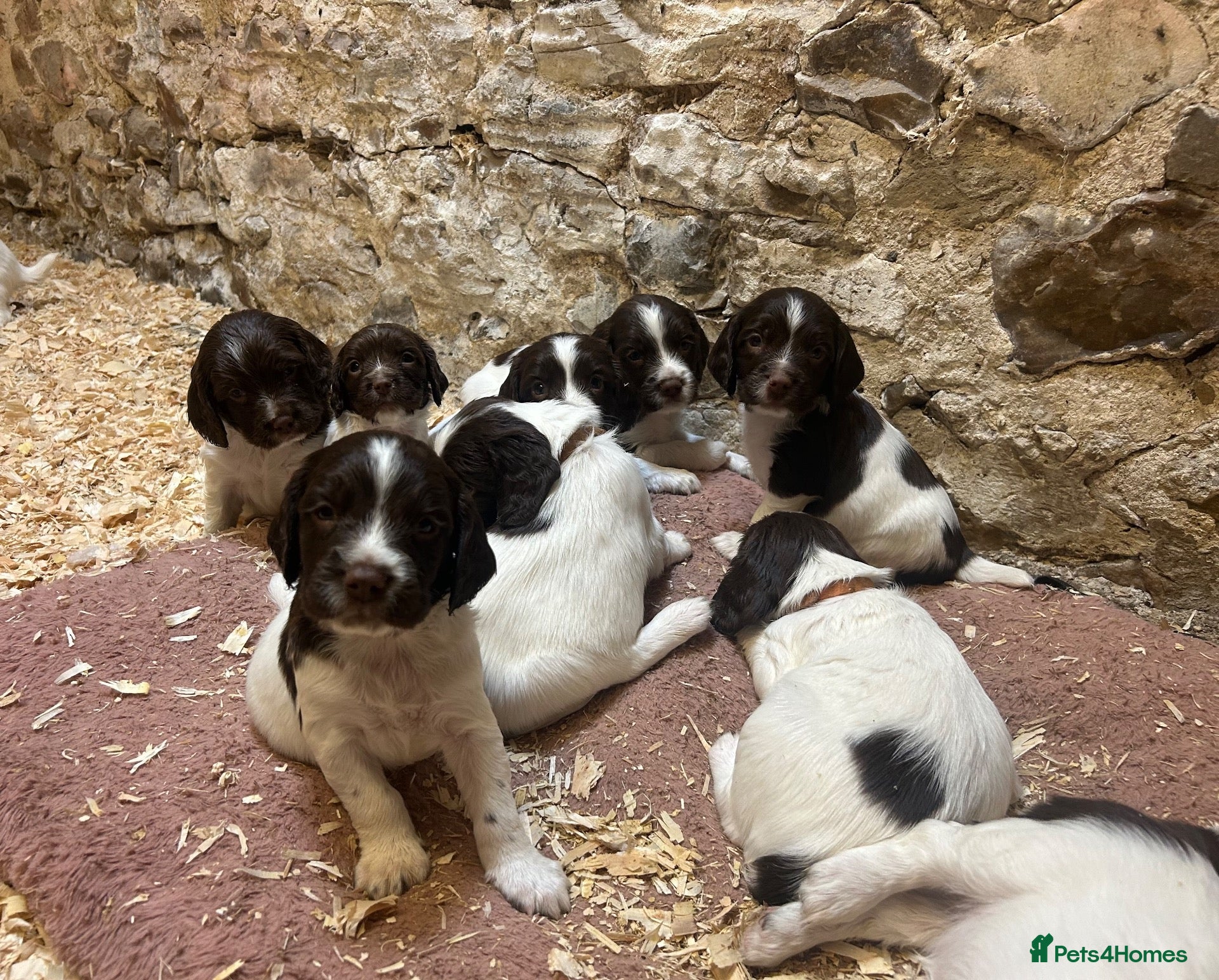 English Springer Spaniel dogs  Beautiful Pedigree springer spaniels  - Advert 5