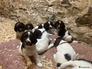 English Springer Spaniel dogs Beautiful Pedigree springer spaniels - Advert 5