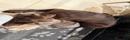 German Shorthaired Pointer dogs for sale: Litter of nine family raised GSPs  - Advert 4