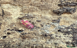 Mixed Breed invertebrates for sale: Isopods and dry goods available!  - Image 5