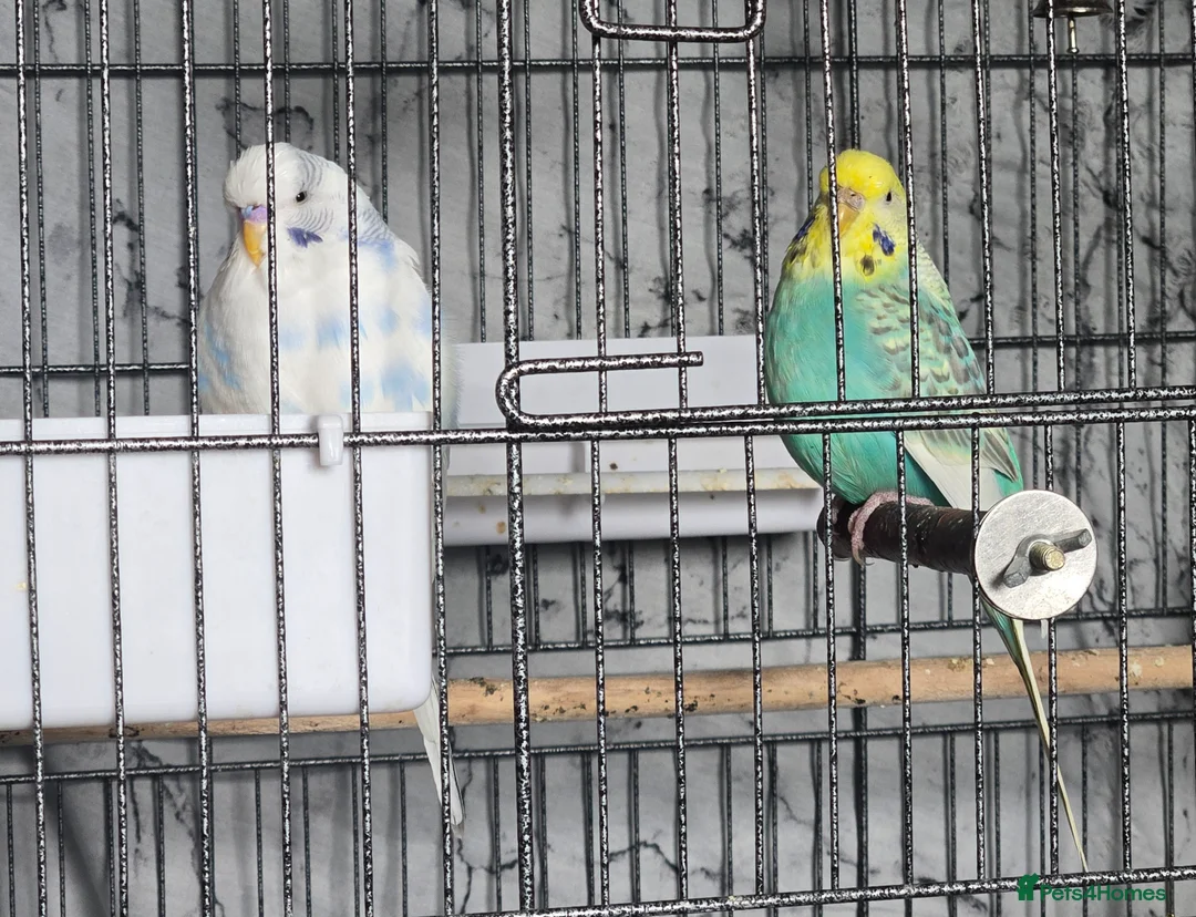 Budgerigars birds for sale: Two budgies in need of a new home. - Advert 1
