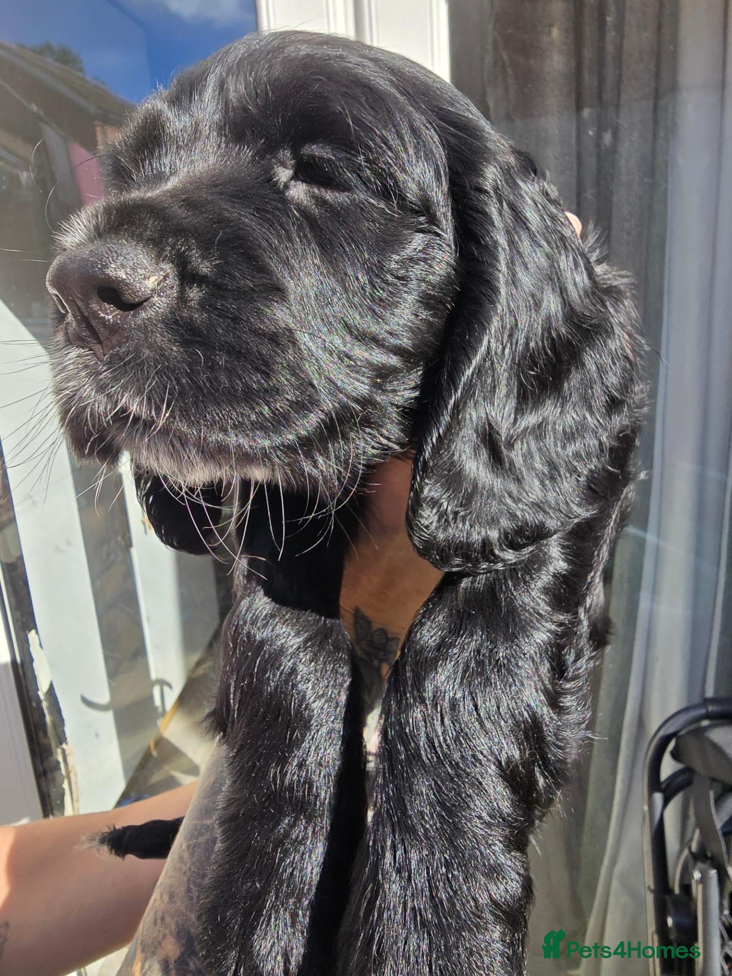 Cocker Spaniel dogs Stunning cocker spaniels  - Advert 1