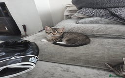 Persian cats for sale:  persian mix bangal - Image 8