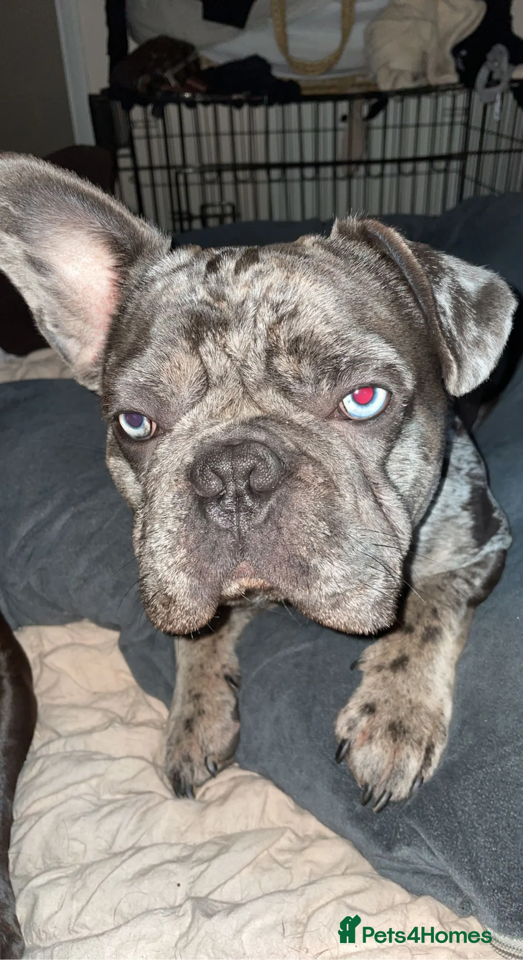 French Bulldog dogs for sale: Elvis the frenchie  - Advert 1