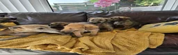Mixed Breed dogs for sale: Bedlington x whippet pups in Durham - Advert 5