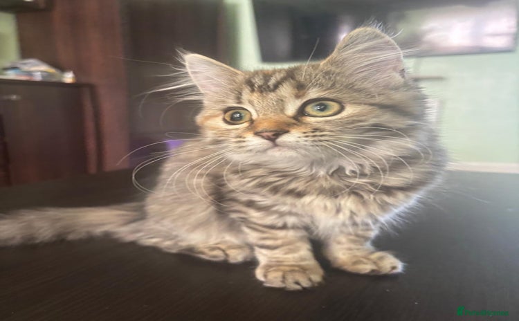 Siberian cats - Advert 7