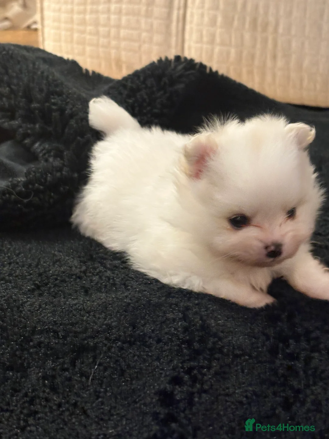 Pomeranian dogs for sale:  **  Pomeranian teddy faced male puppies - Advert 7