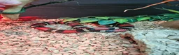 Milk Snake reptiles for sale: Milk snake and vivarium full set up for sale - Advert 5