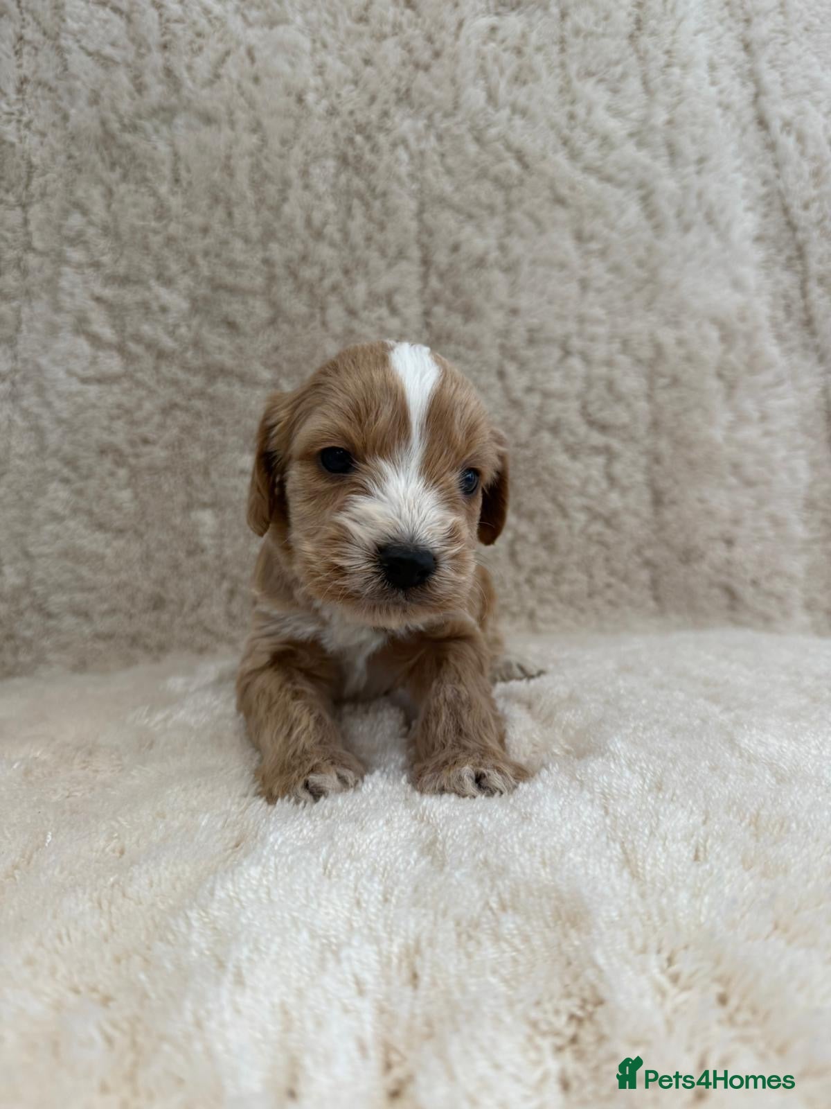 Cockapoo dogs 4 cockapoo puppies  - Advert 2