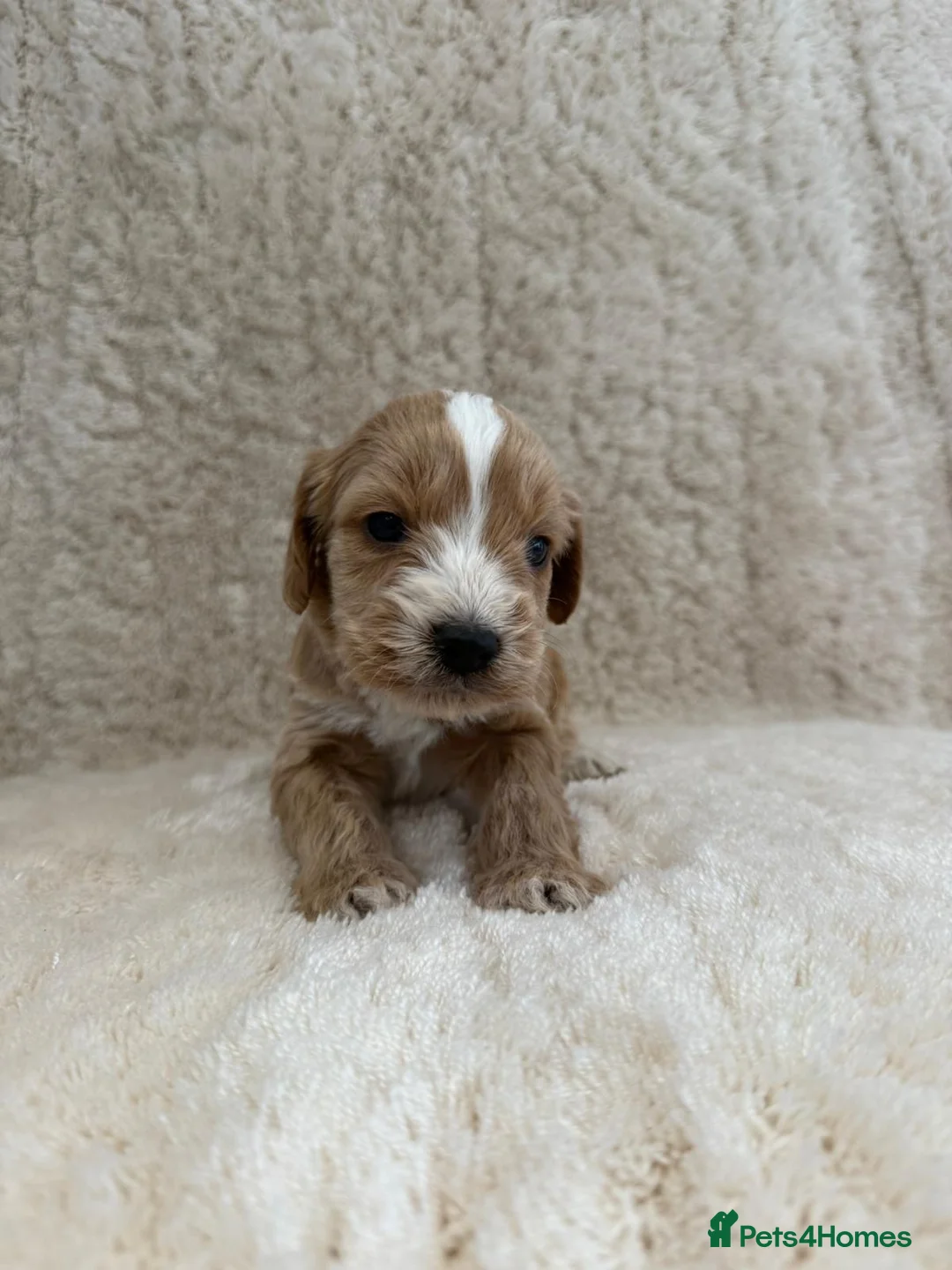 Cockapoo dogs for sale: 4 cockapoo puppies  - Advert 2