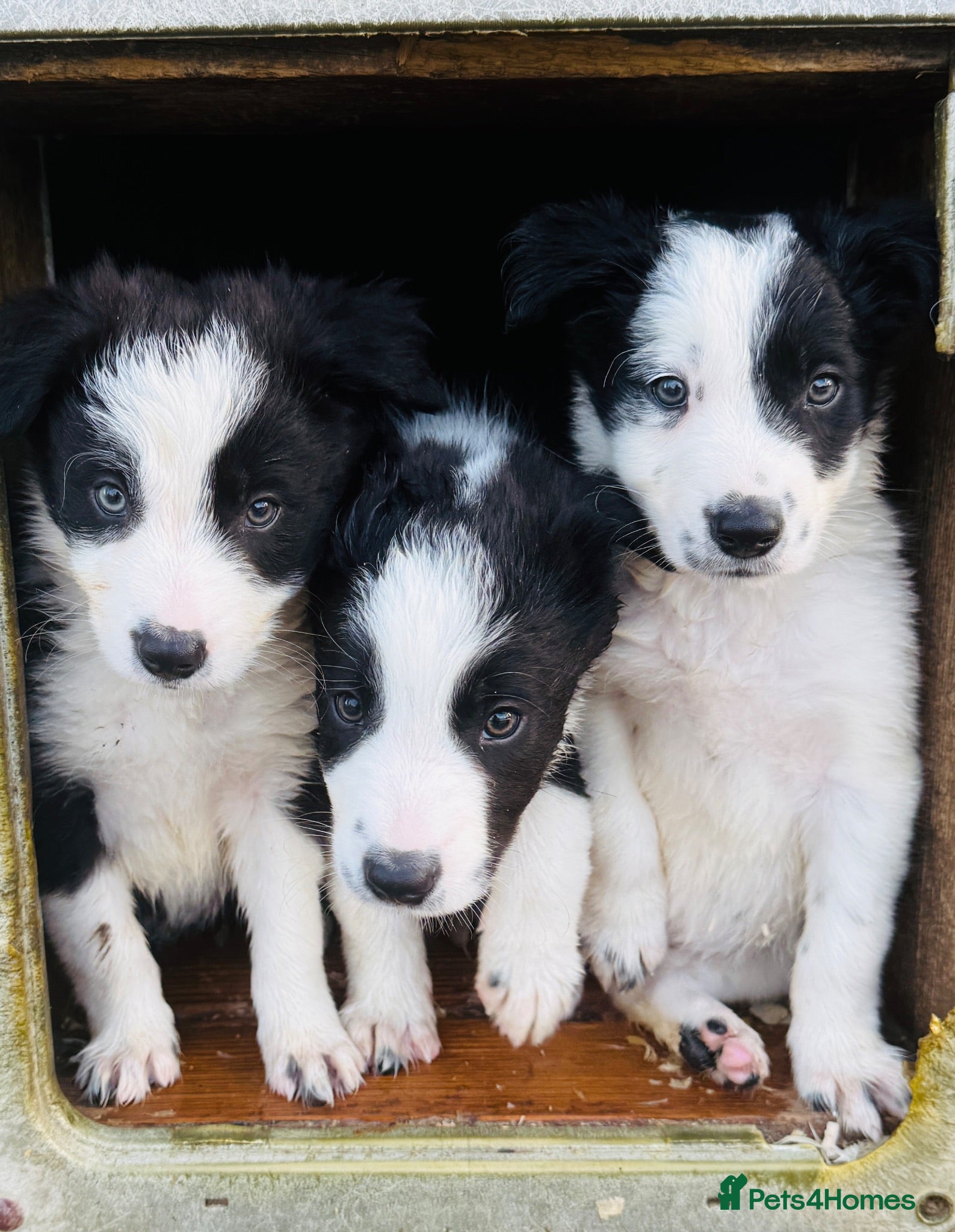 Border Collie dogs KC registered Border Collie Puppies  - Advert 1