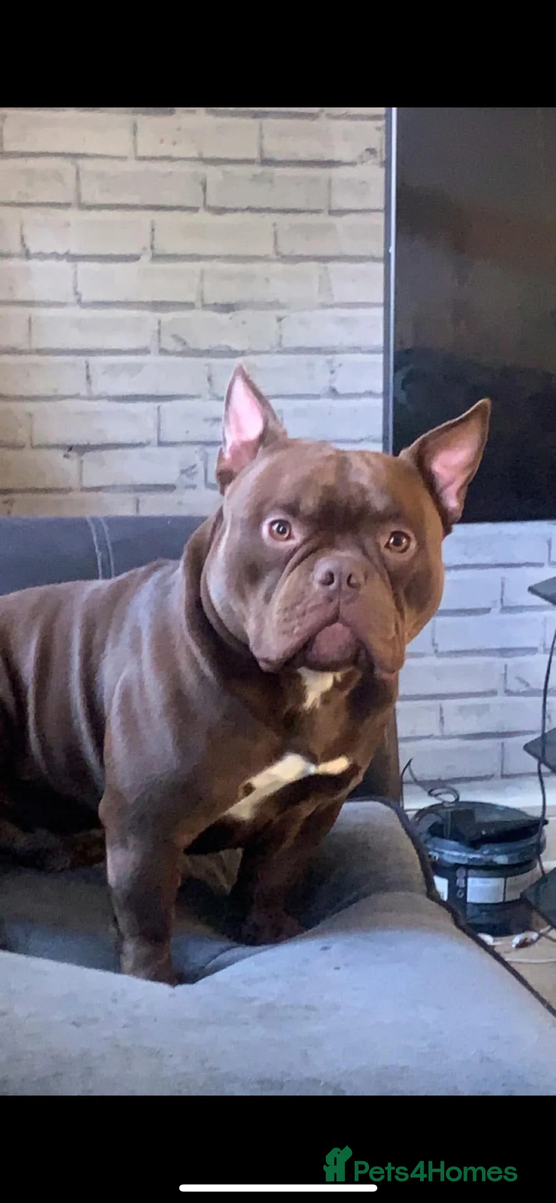 American Bully dogs for sale: Micro bulldog male  - Advert 2
