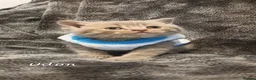 British Shorthair cats for sale: Rose gold British Shorthair  - Advert 14