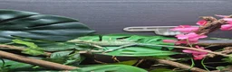 Lizard reptiles for sale: casque headed iguana babies in Grimsby - Advert 5