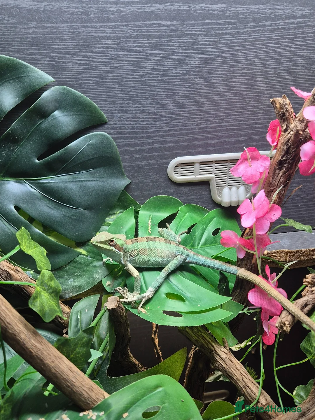 Lizard reptiles for sale: casque headed iguana babies in Grimsby - Advert 5