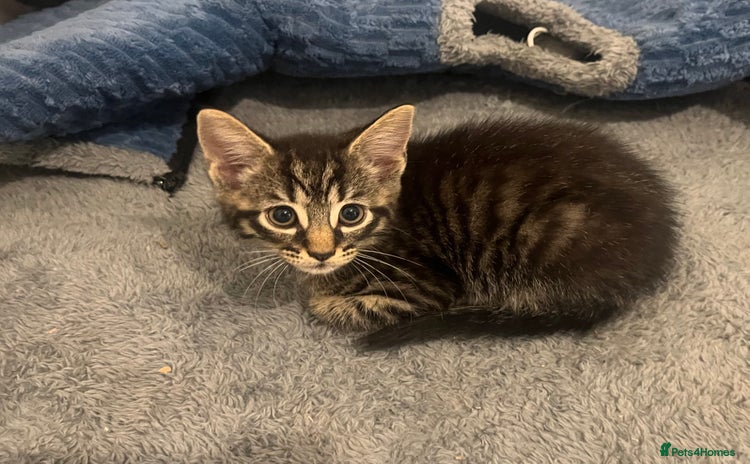 Mixed Breed cats in Waltham Cross - Advert 2