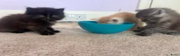 Persian cats for sale: The most adorable cross Persian kittens.  - Advert 23