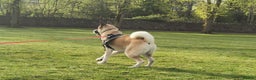 Akita dogs for stud: Akita for stud in Clitheroe - Advert 2