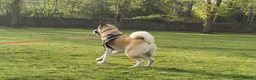 Akita dogs for stud: Akita for stud in Clitheroe - Advert 2