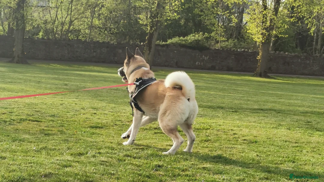 Akita dogs for stud: Akita for stud in Clitheroe - Advert 2