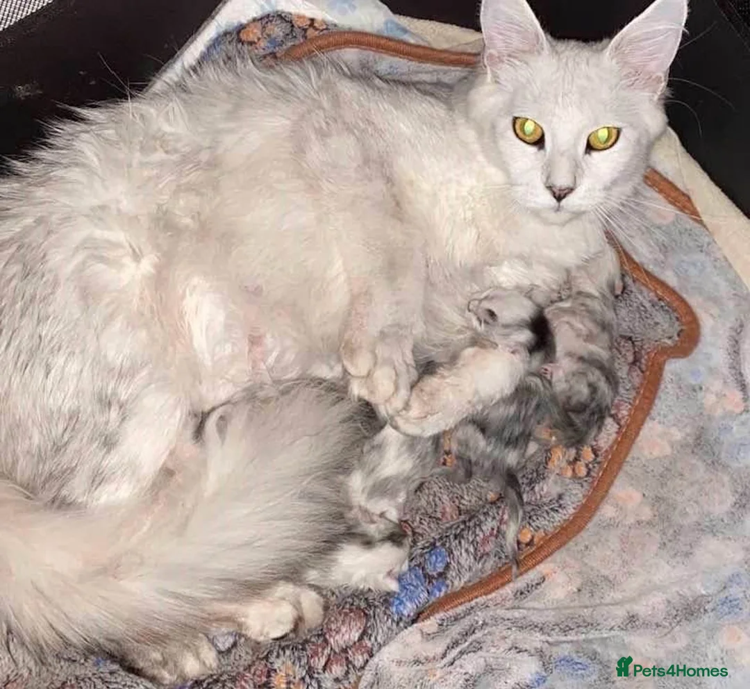 Maine Coon cats for sale: Pedigree Silver Shaded Beauties TICA Registered - Advert 22