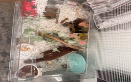 Hamster rodents for sale: Brown male Syrian rehome 📍Essex - Image 3