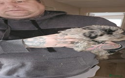 Cockapoo dogs for sale: 8 gorgeous cockapoo puppies - Advert 5