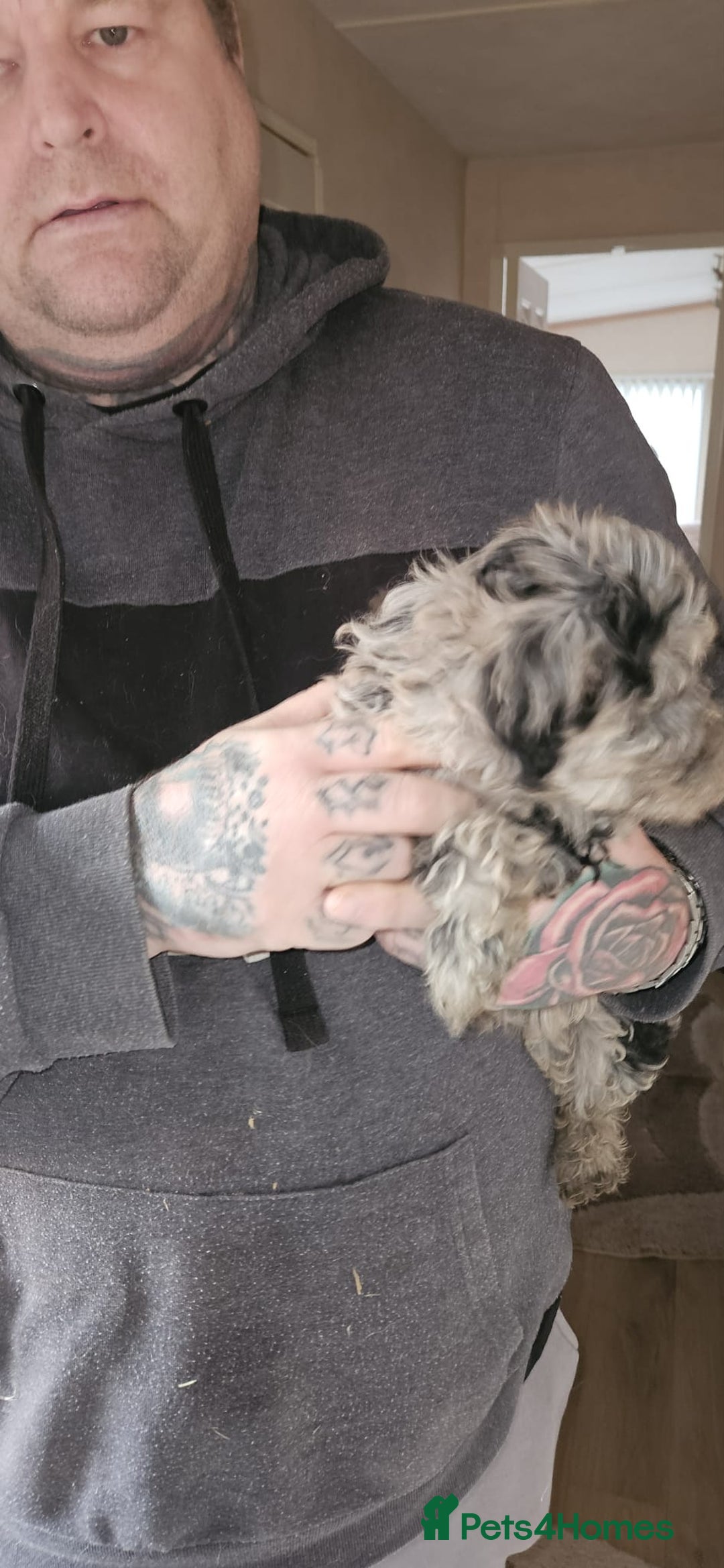 Cockapoo dogs for sale: 8 gorgeous cockapoo puppies - Advert 5