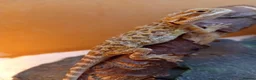 Bearded Dragon reptiles for sale: Beautiful baby  - Advert 8