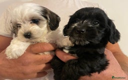 Mixed Breed dogs for sale: Cockapoo x Maltese (Maltipoo) - Image 10