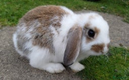 Mini Lop rabbits for sale: Gorgeous Mini lop babies looking for new homes - Image 15