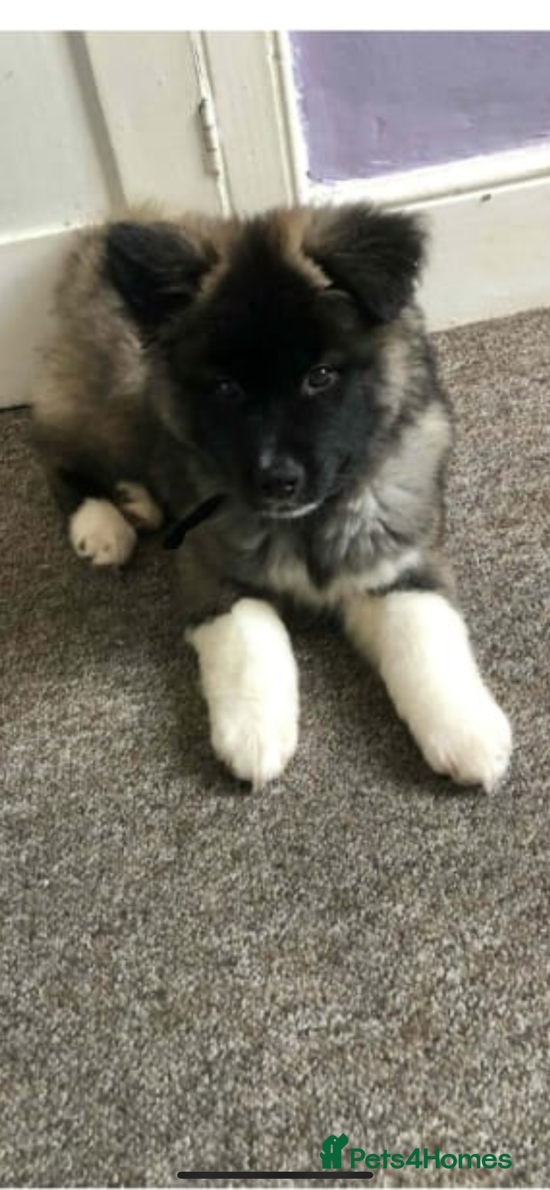 Akita dogs for sale: akita puppies  - Advert 11