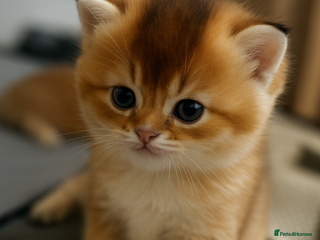 Scottish Fold cats - Advert 4