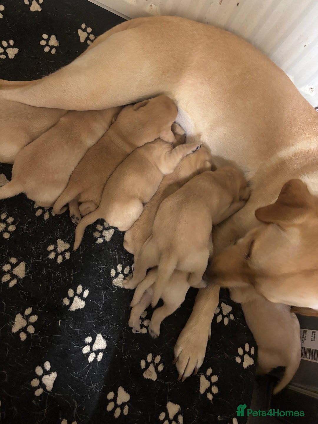 Labrador Retriever dogs for sale: Fox red Labrador - Image 1