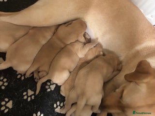 Labrador Retriever dogs - Advert 11