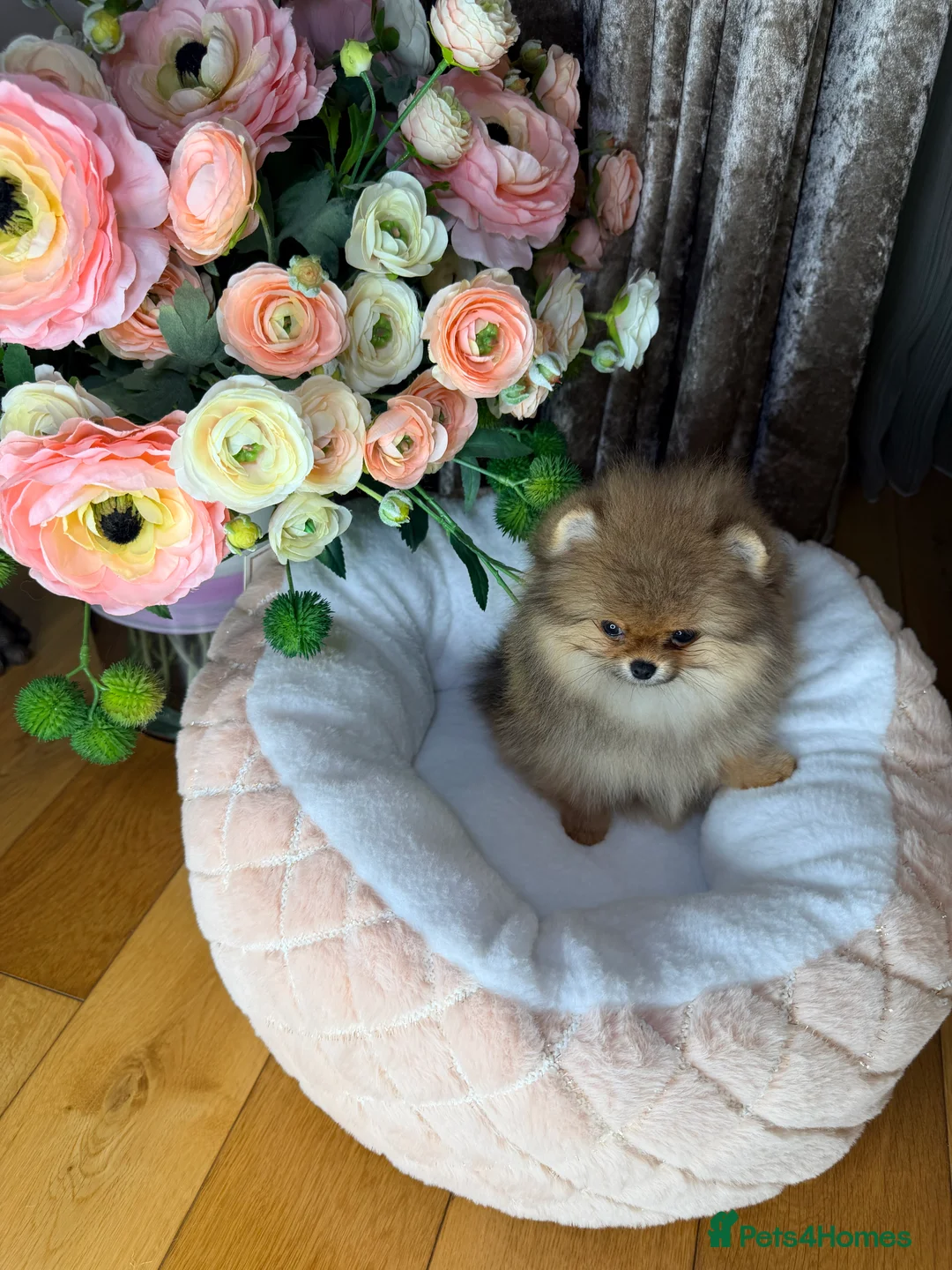 Pomeranian dogs for sale: Orange teddy bear type Pomeranian boy and girl - Advert 6