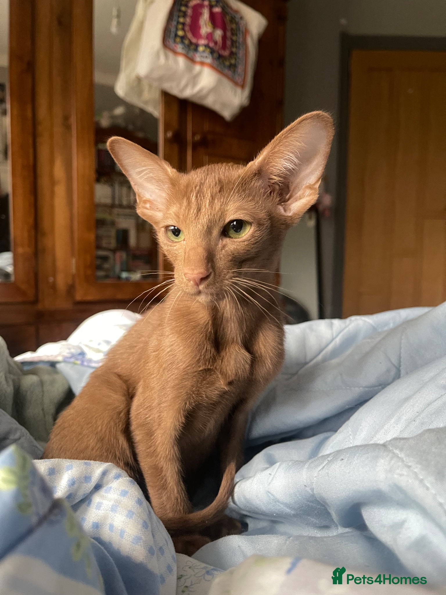 Oriental cats for sale: Oriental shorthair  - Advert 3